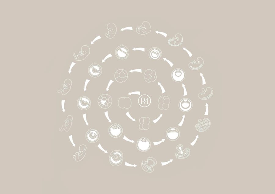 Zwangerschap: van maanzaadje tot pompoen in 9 maanden!